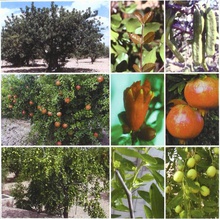 Tratado de fruticultura para zonas áridas y semiáridas