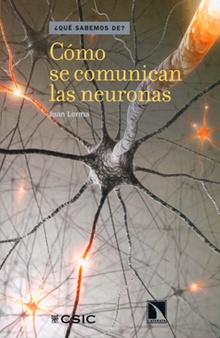 Cómo se comunican las neuronas
