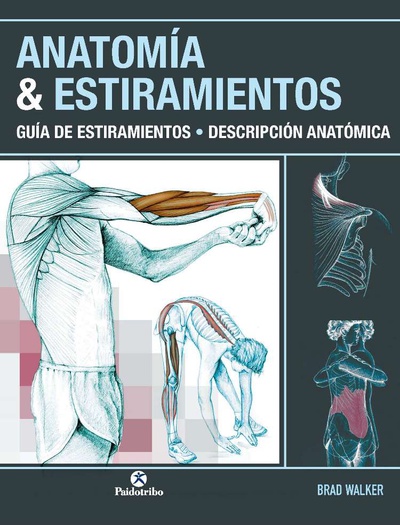 Anatomía & estiramientos. Guía de estiramientos. Descripción anatómica (Color)