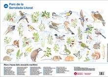 Flora i fauna dels vessants marítims: Parc de la Serralada Litoral